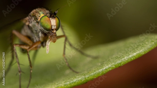 Obraz Diptère - Dolichopodidae