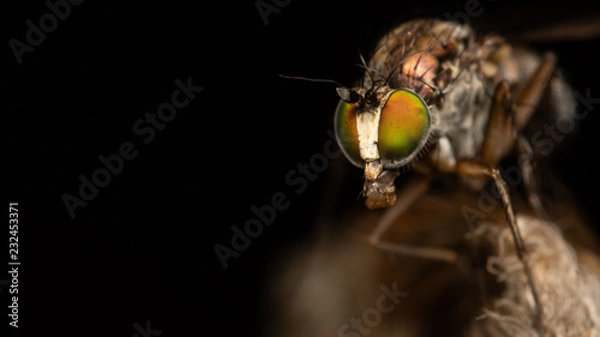Obraz Diptère - Dolichopodidae