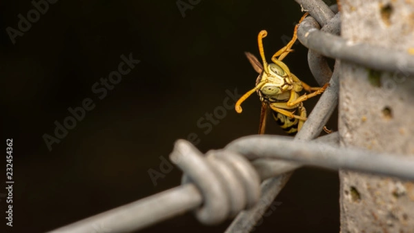 Obraz Guêpe poliste