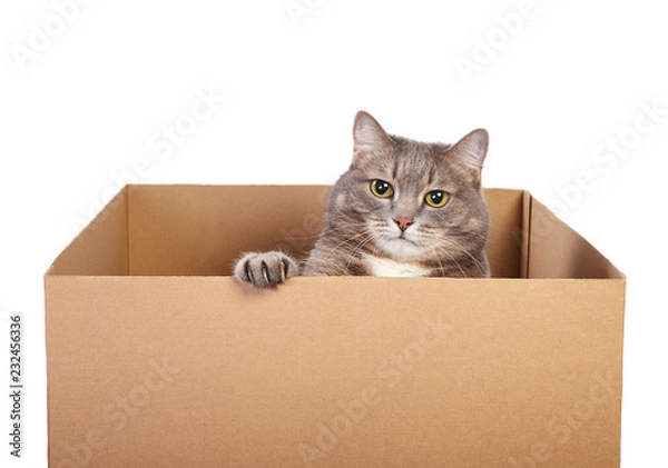 Fototapeta A cute gray cat in cardboard box isolated on white background.