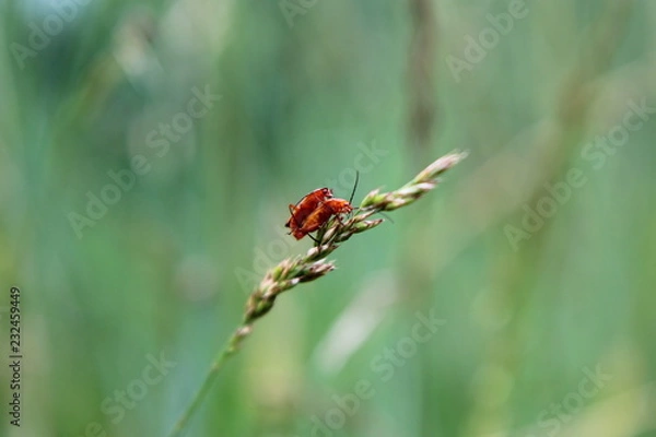 Fototapeta Primavera