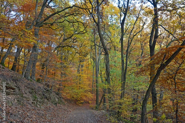 Fototapeta herbstfarben im binger wald