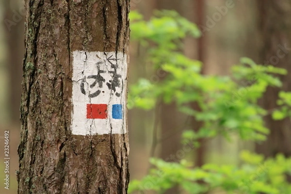 Obraz bicycle tree sign