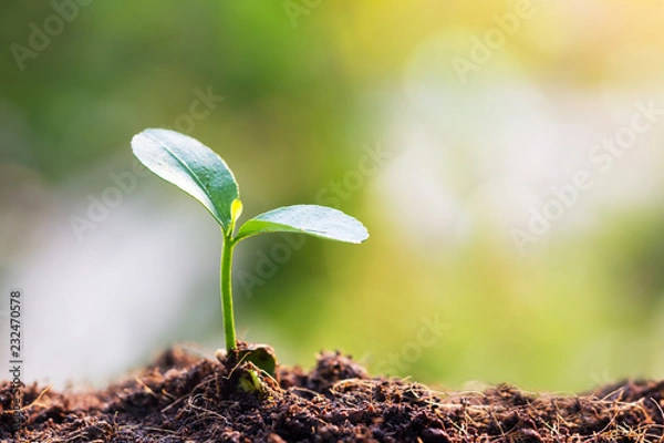 Obraz Young sprout in springtime
