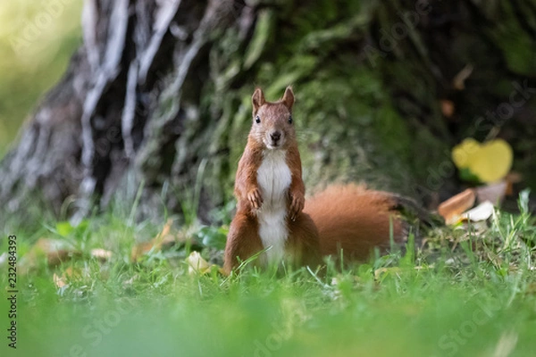 Fototapeta Red squirrel (Sciurus vulgaris)