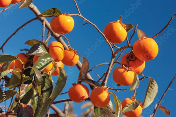 Fototapeta Ripe persimmon on the tree with blue sky in the background.