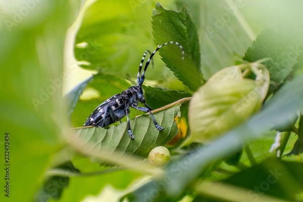 Fototapeta Asian Long-horned Beetle