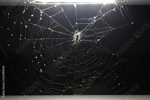 Obraz Spider on spider web under a light