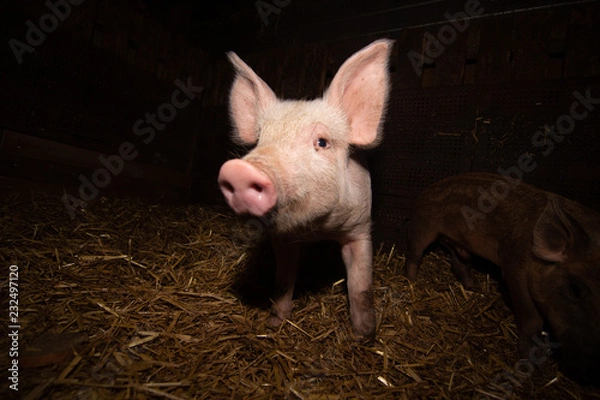 Obraz Piglet in portrat