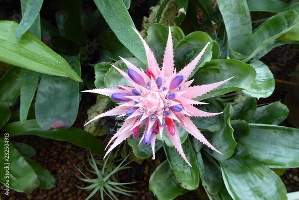Obraz Bromeliad flower