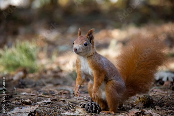 Fototapeta Posing squirrel in forest. Czech Republic.