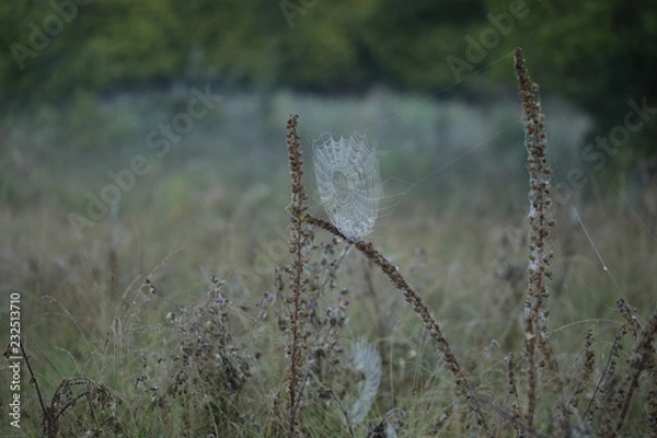 Fototapeta morning dew on cob web