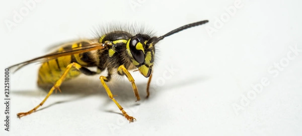 Obraz Close up of a wasp isolated on a white background with copy space