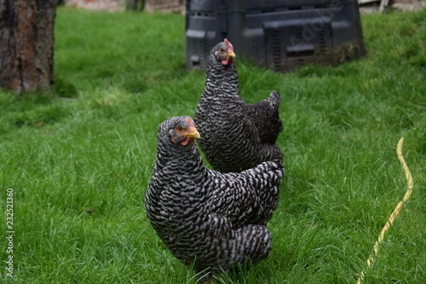Fototapeta Hühner schwarzweiß