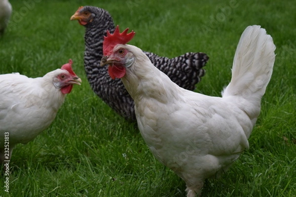 Fototapeta Hühner