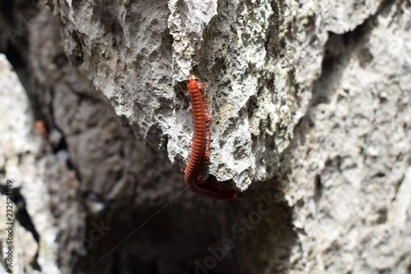 Fototapeta Tausendfüßler