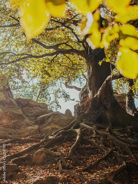 Obraz Enchanted forest