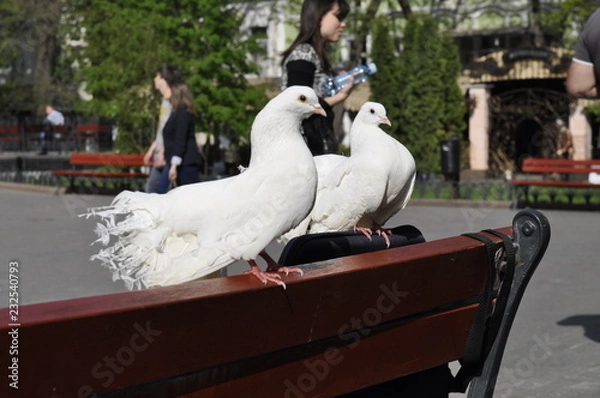 Obraz Couple of white dove