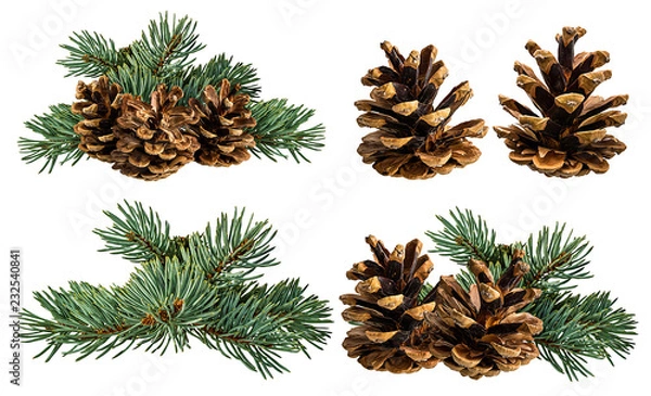 Fototapeta Green fir branch with cone on white background with clipping pass