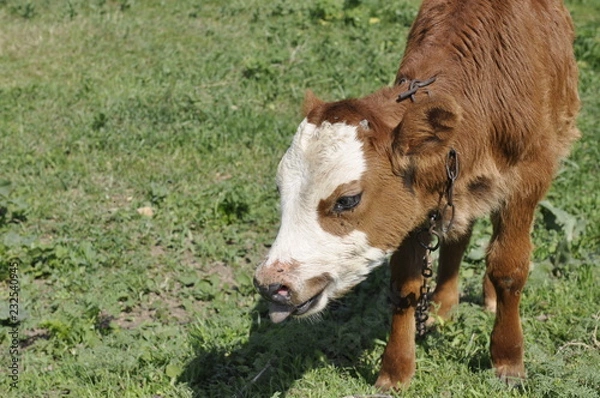 Obraz Cow in pasture