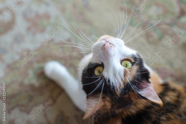Fototapeta Calico Cat with Yellow Green Eyes Looking Up