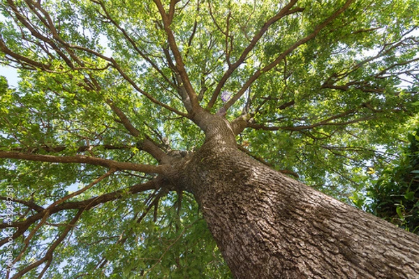 Obraz Blick in die grüne Baumkrone einer Eiche