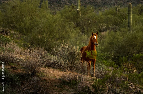Fototapeta Wild Horse and Cacti