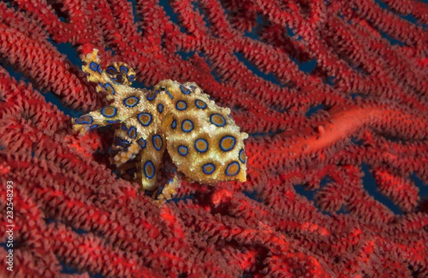 Obraz Blue-ringed octopus