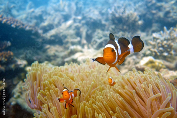 Obraz Pesce Pagliaccio e Anemoni