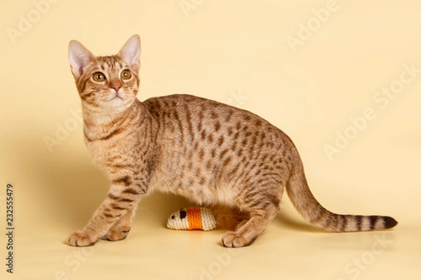 Obraz Ocicat spotted cat on colored backgrounds
