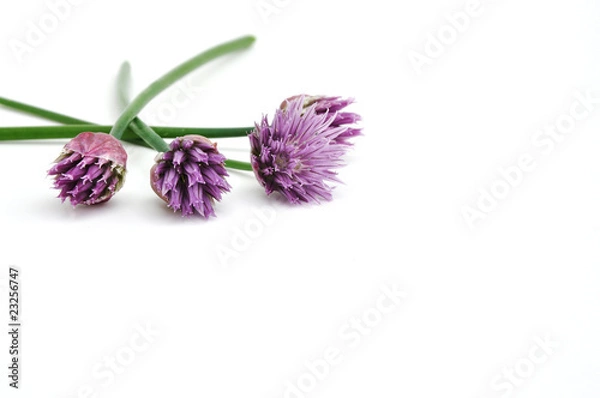 Obraz Schnittlauchblüten