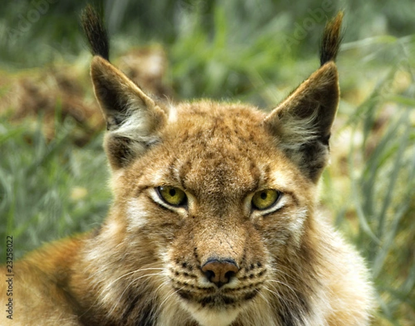 Fototapeta eurasischer Luchs (lynx lynx)