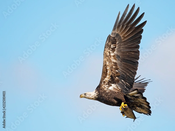 Obraz Bald Eagle in Flight with Fish