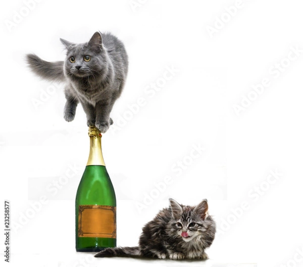 Obraz Zwei Katzen wollen feiern