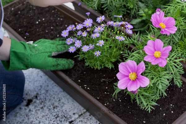 Fototapeta Blumenkasten