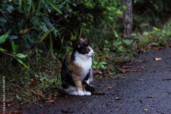 Fototapeta 街猫　野良猫