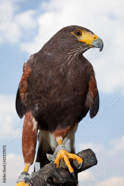 Obraz Wüstenbussard Blick rechts
