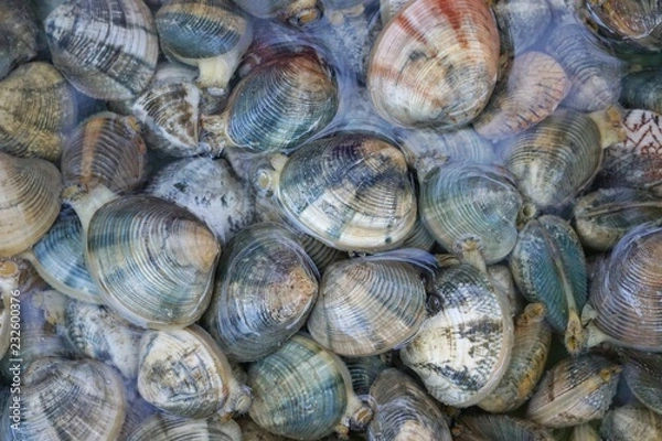 Obraz Too soft, fresh enamel venus shell (Meretrix lyrata) for sale in the market at Thailand, enamel venus shell abstract background, seafood on water, marine bivalve molluscs in the  Veneridae