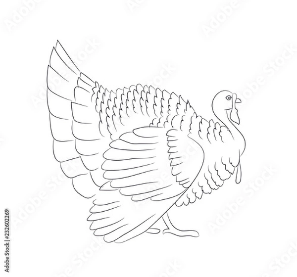 Fototapeta Thanksgiving turkey line drawing vector