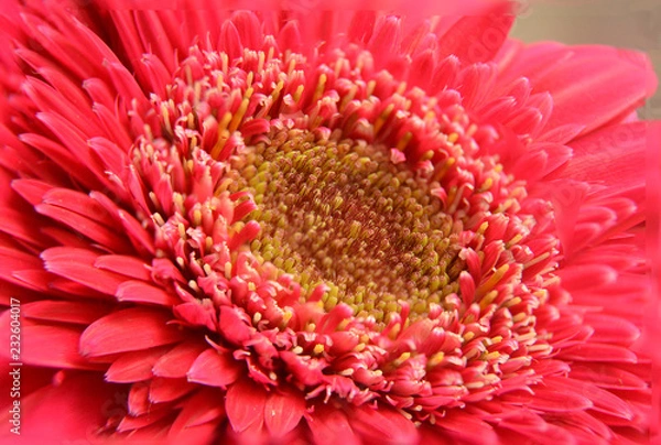Obraz closeup of red flower