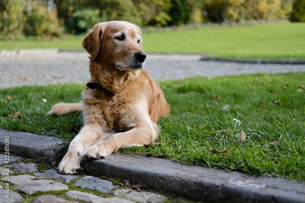 Fototapeta Golden retriever dog