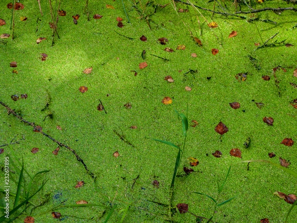 Obraz Weerribben Wieden