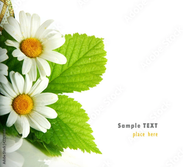 Obraz Daisy flowers in white background (shallow DOF)