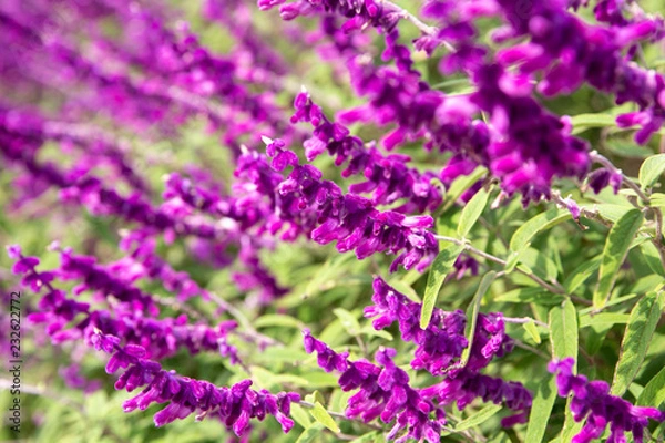 Fototapeta アメジストセージ、メキシカンブッシュセージ、花