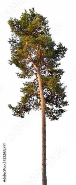 Fototapeta Green isolated pine tree