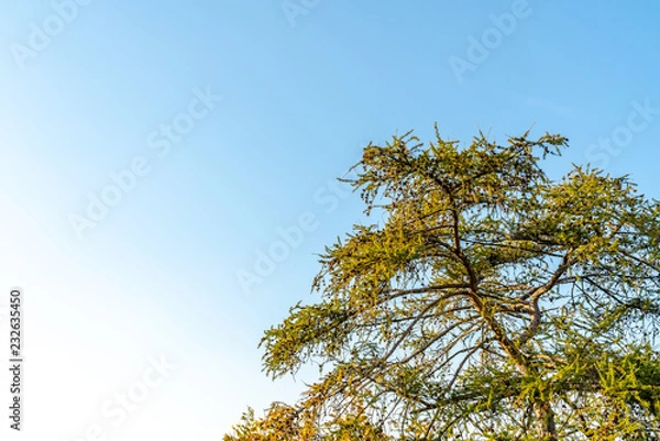 Obraz Tree Rising  into the Blue Sky