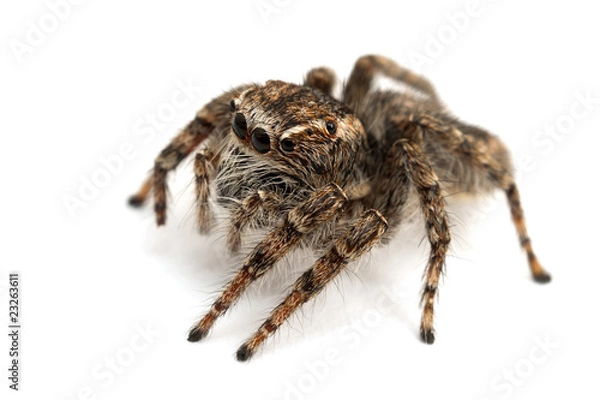 Obraz Jumping spider isolated over white