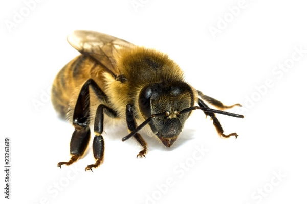 Fototapeta Bee