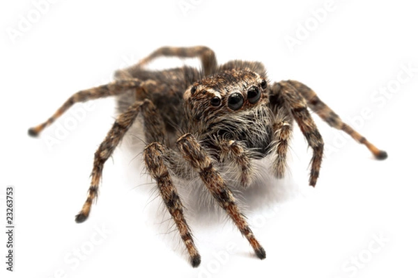 Obraz Jumping spider isolated over white.