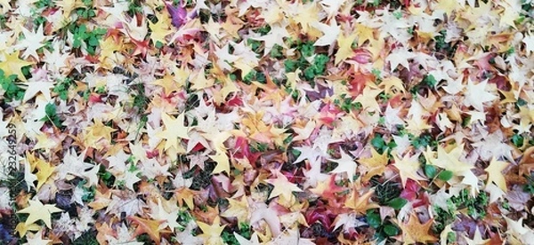 Obraz foglie di autunno sul prato, autumn leaves on the grass